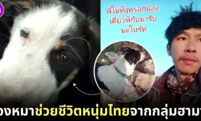 หมาช่วยชีวิตแรงงานไทย
