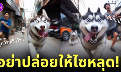 ai วาดรูปหมาไซบีเรียนฮัสกี้ อย่าปล่อยให้ไซหลุด