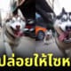 ai วาดรูปหมาไซบีเรียนฮัสกี้ อย่าปล่อยให้ไซหลุด