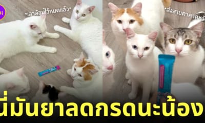 babymonster ประกาศวันเดบิวต์ ปล่อยภาพวิชวล แคนนี่ chiquita