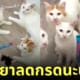 babymonster ประกาศวันเดบิวต์ ปล่อยภาพวิชวล แคนนี่ chiquita