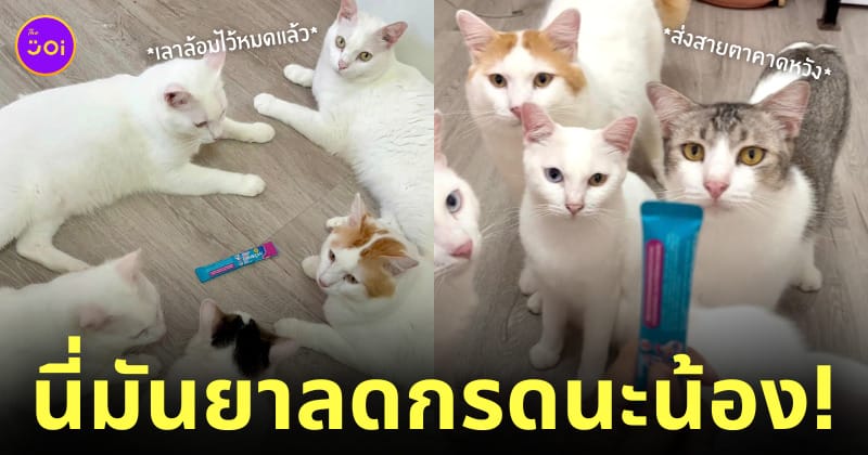 babymonster ประกาศวันเดบิวต์ ปล่อยภาพวิชวล แคนนี่ chiquita