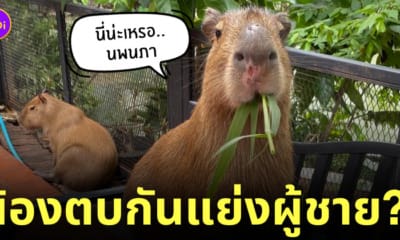 คาปิบาร่า ตบกันแย่งผู้ชาย