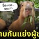 คาปิบาร่า ตบกันแย่งผู้ชาย
