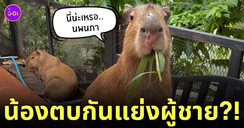 คาปิบาร่า ตบกันแย่งผู้ชาย