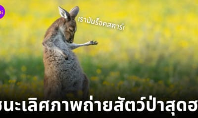 ภาพถ่ายสัตว์ป่าสุดฮา 2023 comedy wildlife photography awards
