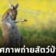 ภาพถ่ายสัตว์ป่าสุดฮา 2023 comedy wildlife photography awards