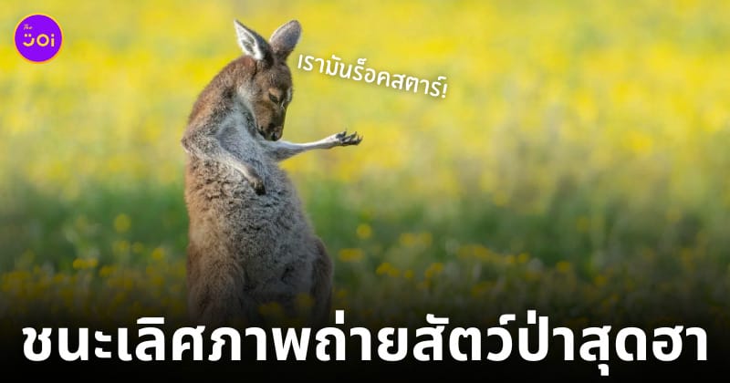 ภาพถ่ายสัตว์ป่าสุดฮา 2023 comedy wildlife photography awards