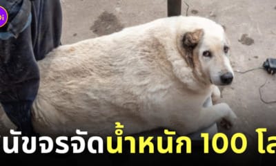 สุนัขจรจัด หนัก 100 กิโลกรัม หมาอ้วน