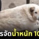 สุนัขจรจัด หนัก 100 กิโลกรัม หมาอ้วน