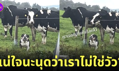 น้องหมา คิดว่าตัวเองเป็นวัว