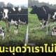 น้องหมา คิดว่าตัวเองเป็นวัว