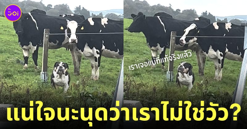 น้องหมา คิดว่าตัวเองเป็นวัว