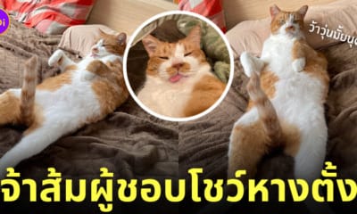 มานะคุง แมวส้มนอนหงาย โชว์หางตั้ง