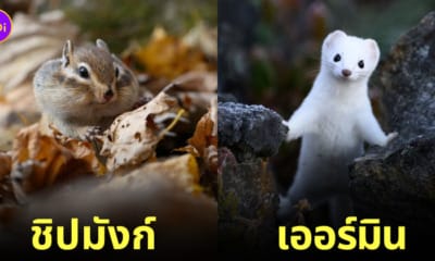 รูปสัตว์โลกน่ารัก ช่างภาพญี่ปุ่น KEI SATO