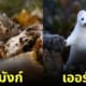 รูปสัตว์โลกน่ารัก ช่างภาพญี่ปุ่น KEI SATO