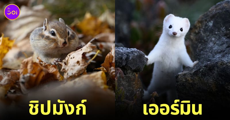 รูปสัตว์โลกน่ารัก ช่างภาพญี่ปุ่น KEI SATO