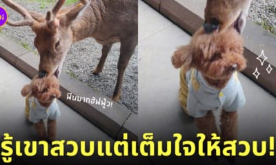 ภาพกวางสวบหัวน้องหมาหน้าฟิน