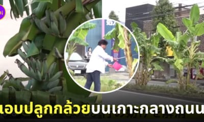 ชายชาวญี่ปุ่นแอบปลูกกล้วยบนเกาะกลางถนนนานกว่า 2 ปี ก่อนถูกสั่งให้ถอนออกเพราะตำรวจเพิ่งรู้