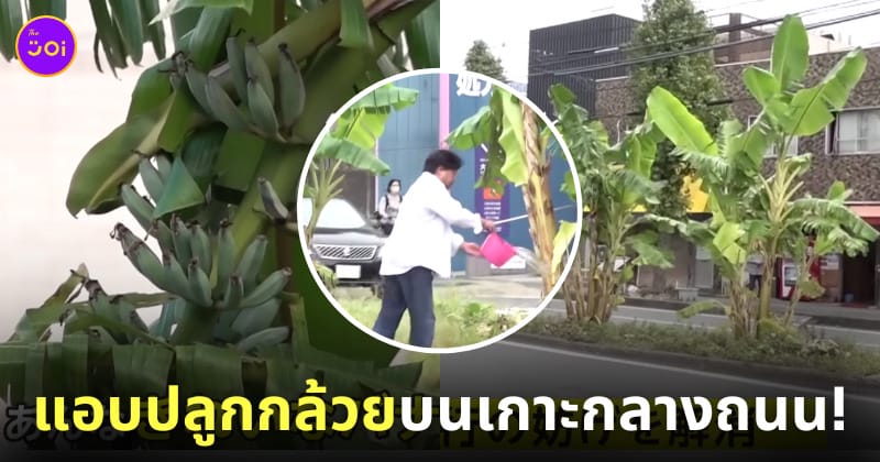 ชายชาวญี่ปุ่นแอบปลูกกล้วยบนเกาะกลางถนนนานกว่า 2 ปี ก่อนถูกสั่งให้ถอนออกเพราะตำรวจเพิ่งรู้