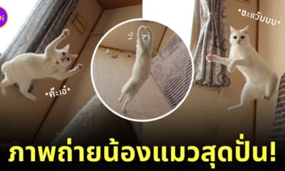 มีมแมวฮา ๆ ปั่น ๆ
