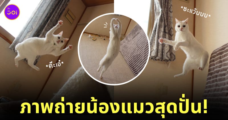 มีมแมวฮา ๆ ปั่น ๆ