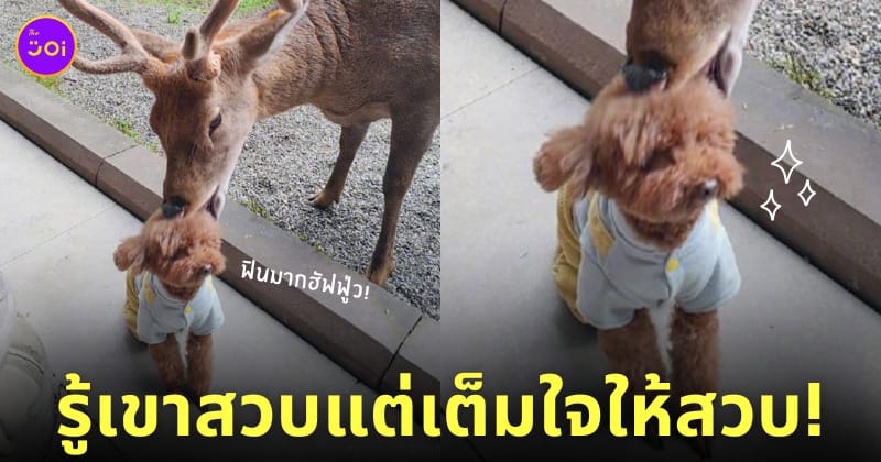 ภาพกวางสวบหัวน้องหมาหน้าฟิน