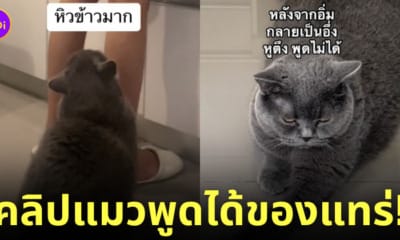 คลิปแมวพูดได้ tiktok