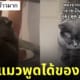 คลิปแมวพูดได้ tiktok