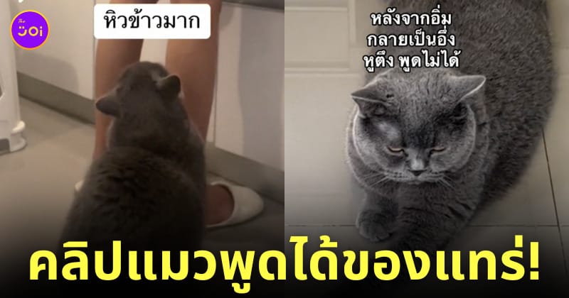 คลิปแมวพูดได้ tiktok
