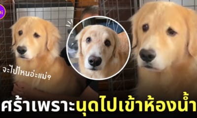 ยูสุ หมาโกลเด้น ญี่ปุ่น ติดเจ้าของมาก