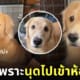 ยูสุ หมาโกลเด้น ญี่ปุ่น ติดเจ้าของมาก