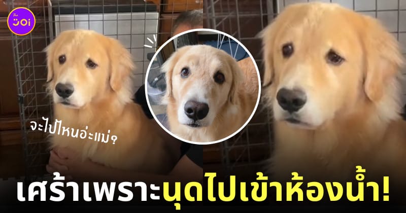 ยูสุ หมาโกลเด้น ญี่ปุ่น ติดเจ้าของมาก