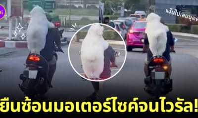 คลิปหมายืนซ้อนมอเตอร์ไซค์เกาะหลังเจ้าของ