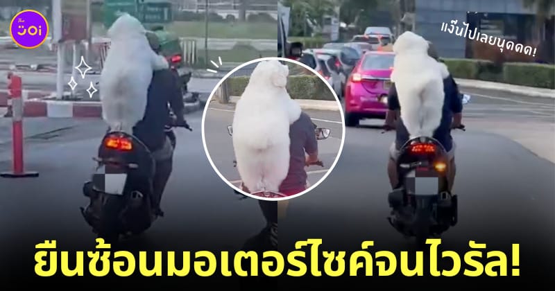 คลิปหมายืนซ้อนมอเตอร์ไซค์เกาะหลังเจ้าของ