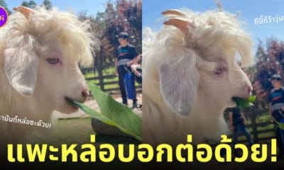 รูปแพะหล่อ คนที่หล่อขนาดนี้...เป็นของคุณนะ