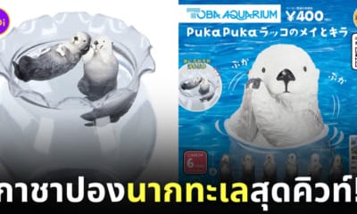 กาชาปองนากทะเลจากพิพิธภัณฑ์สัตว์น้ำโทบะ