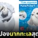 กาชาปองนากทะเลจากพิพิธภัณฑ์สัตว์น้ำโทบะ