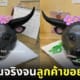 เค้กรูปควายกินหญ้าสมจริง