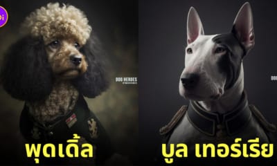 น้องหมานานาสายพันธุ์สวมชุดเครื่องแบบทหาร ai