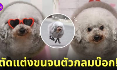 ร้านตัดขนสุนัข GOMASUKE หมาพุดเดิ้ล ตัวกลม
