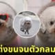 ร้านตัดขนสุนัข GOMASUKE หมาพุดเดิ้ล ตัวกลม