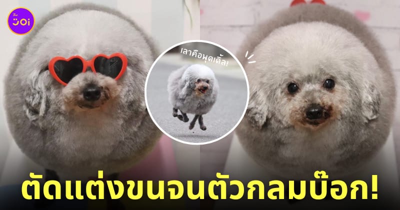 ร้านตัดขนสุนัข GOMASUKE หมาพุดเดิ้ล ตัวกลม