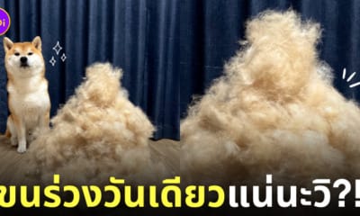 โคมุกิ หมาชิบะผลัดขนเยอะมาก