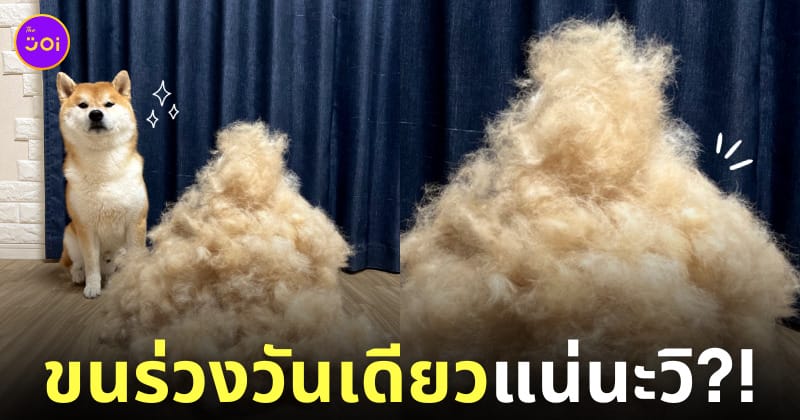 โคมุกิ หมาชิบะผลัดขนเยอะมาก