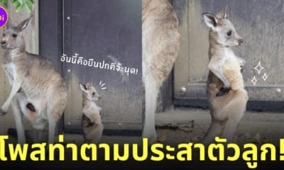 ภาพลูกจิงโจ้ในสวนสัตว์ญี่ปุ่นโพสท่าเท้าเอว