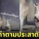 ภาพลูกจิงโจ้ในสวนสัตว์ญี่ปุ่นโพสท่าเท้าเอว