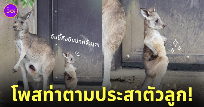 ภาพลูกจิงโจ้ในสวนสัตว์ญี่ปุ่นโพสท่าเท้าเอว