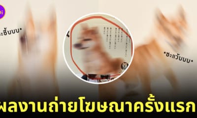 ภาพหมาชิบะถ่ายโฆษณาอาหารหมาครั้งแรก