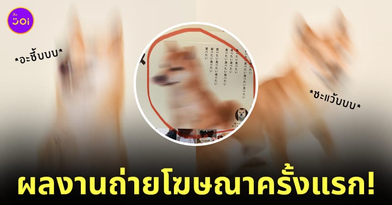 ภาพหมาชิบะถ่ายโฆษณาอาหารหมาครั้งแรก